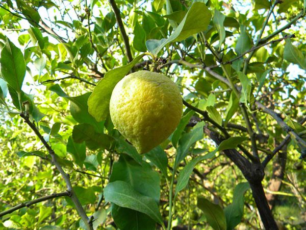 citron-biologique-grece