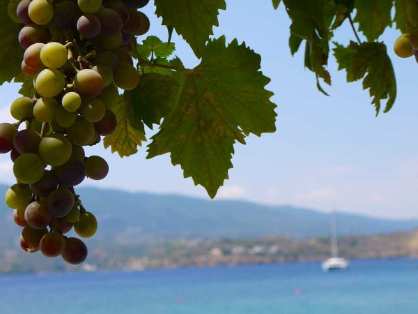 Feuilles de vigne