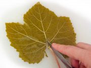 Ampelofylla – conservation des feuilles de vigne