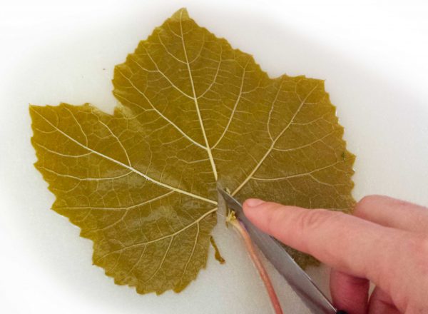 Conservation feuilles de vigne