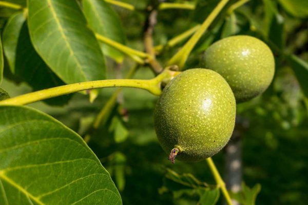 Karidaki Glyko – Noix confites