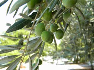 L'olive, élément indispensable de la cuisine grecque